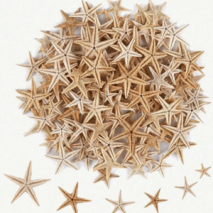 Estrellas de Mar 50 unidades - Decoración